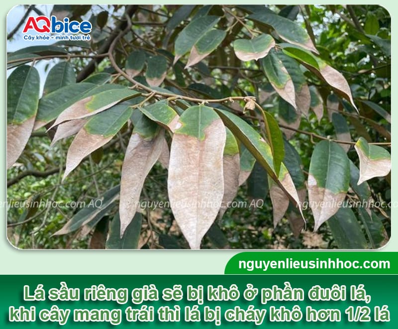Thuốc đặc trị cháy lá trên cây sầu riêng được bà con tin dùng 2 Thuốc đặc trị cháy lá trên cây sầu riêng được bà con tin dùng