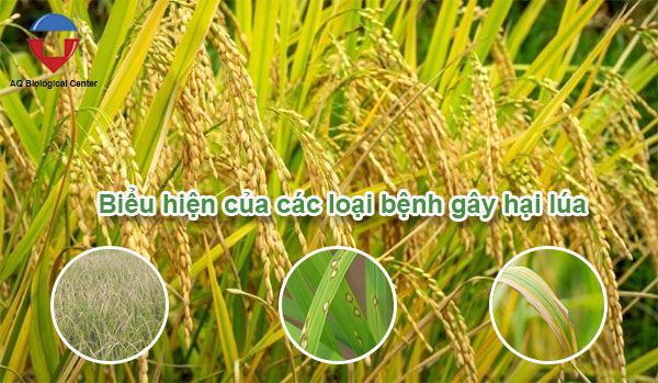 Các bệnh hại lúa phổ biến thường gặp và cách khắc phục