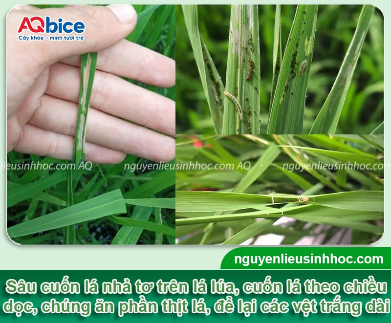 Sâu cuốn lá hại lúa và Biện pháp phòng trừ dứt điểm