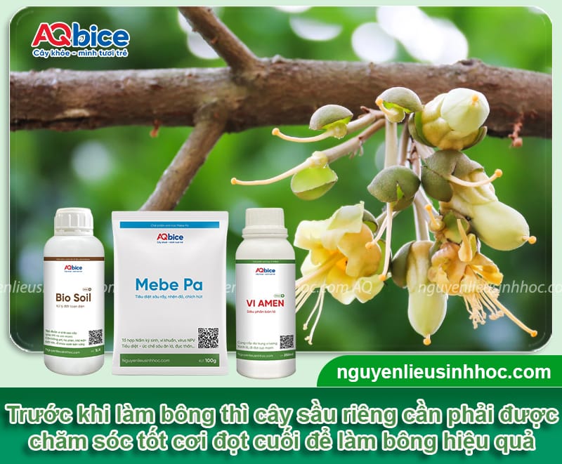 Kỹ thuật làm bông sầu riêng ra đồng loạt, trái đậu sai trĩu