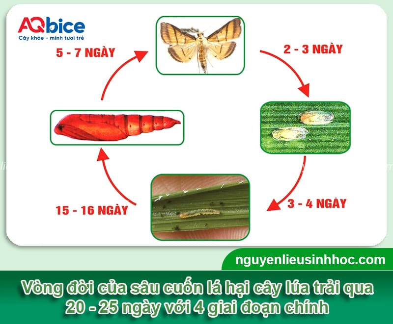 Sâu cuốn lá hại lúa và Biện pháp phòng trừ dứt điểm
