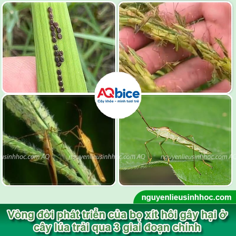 Bọ xít hôi hại lúa: Dấu hiệu ban đầu và Cách xử lý dứt điểm 2 Bọ xít hôi hại lúa: Dấu hiệu ban đầu và Cách xử lý dứt điểm