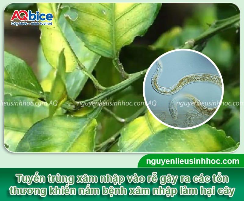 Bệnh vàng lá thối rễ cây cam: Nguyên nhân và cách phòng trị