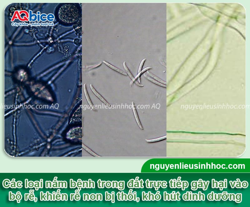 Bệnh vàng lá thối rễ cây cam: Nguyên nhân và cách phòng trị