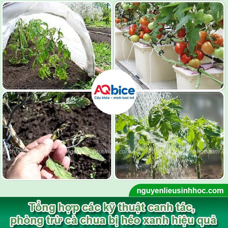 Bệnh héo xanh trên cây cà chua do đâu và Cách phòng trị 4 Bệnh héo xanh trên cây cà chua do đâu và Cách phòng trị