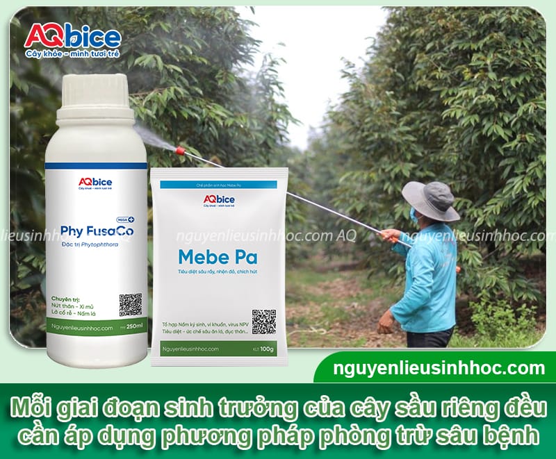 Kỹ thuật trồng sầu riêng ở miền Tây, thu hoạch mỏi tay 8 Kỹ thuật trồng sầu riêng ở miền Tây, thu hoạch mỏi tay