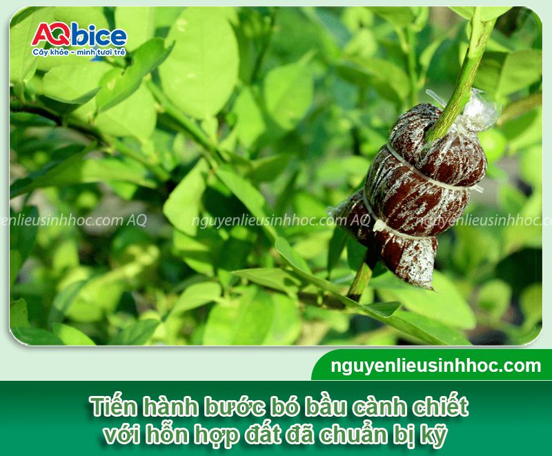 Cách chiết cành chanh đơn giản, đúng kỹ thuật, ra rễ nhanh 6 Cách chiết cành chanh đơn giản, đúng kỹ thuật, ra rễ nhanh