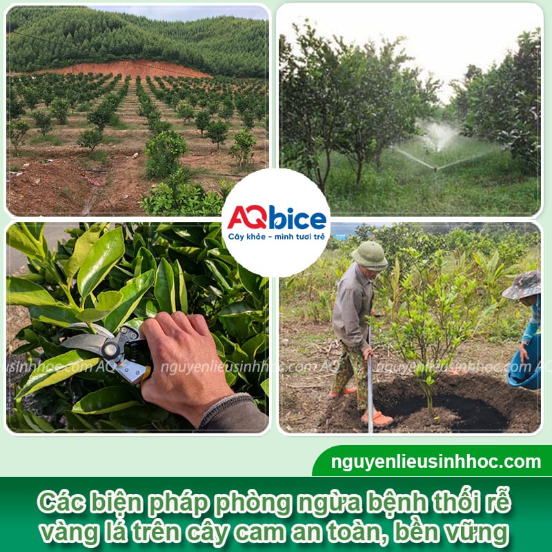 Bệnh vàng lá thối rễ cây cam: Nguyên nhân và cách phòng trị