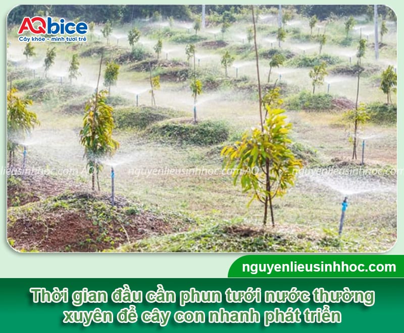 Kỹ thuật trồng sầu riêng ở miền Tây, thu hoạch mỏi tay 5 Kỹ thuật trồng sầu riêng ở miền Tây, thu hoạch mỏi tay