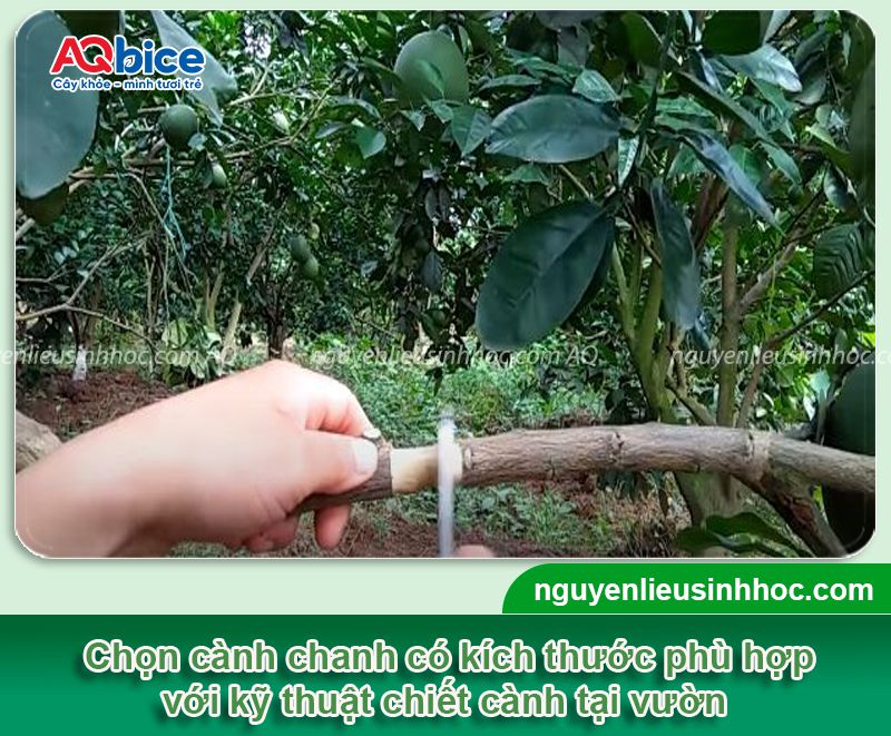 Cách chiết cành chanh đơn giản, đúng kỹ thuật, ra rễ nhanh 4 Cách chiết cành chanh đơn giản, đúng kỹ thuật, ra rễ nhanh