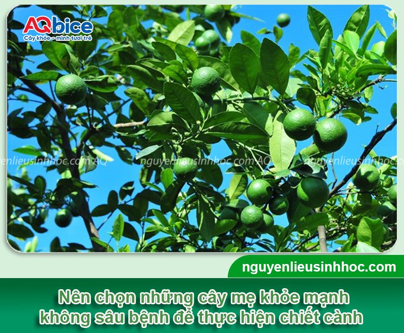Cách chiết cành chanh đơn giản, đúng kỹ thuật, ra rễ nhanh 3 Cách chiết cành chanh đơn giản, đúng kỹ thuật, ra rễ nhanh