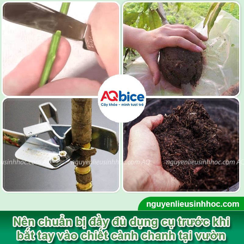 Cách chiết cành chanh đơn giản, đúng kỹ thuật, ra rễ nhanh 2 Cách chiết cành chanh đơn giản, đúng kỹ thuật, ra rễ nhanh