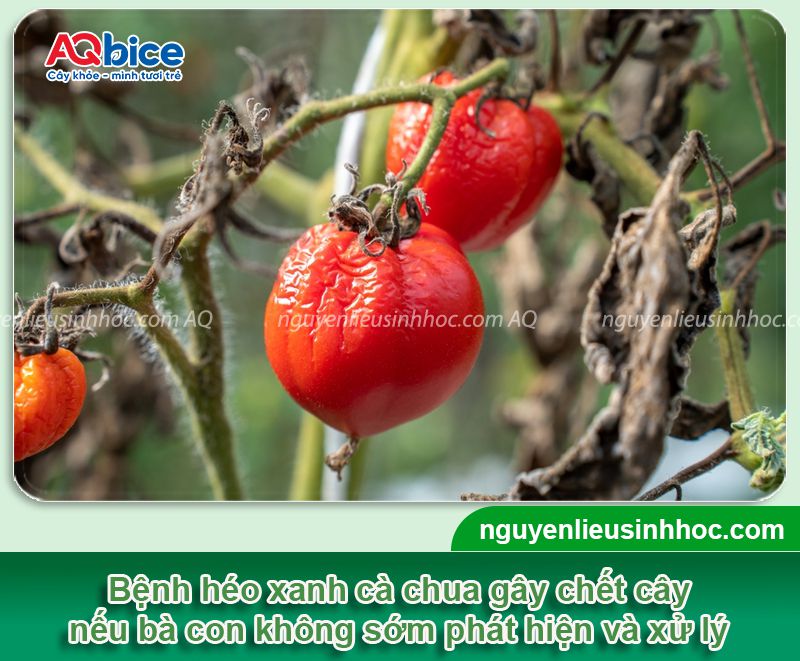 Bệnh héo xanh trên cây cà chua do đâu và Cách phòng trị 2 Bệnh héo xanh trên cây cà chua do đâu và Cách phòng trị