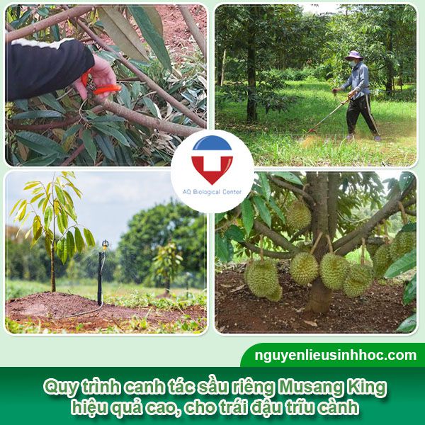 Có nên trồng sầu riêng Musang King? kỹ thuật canh tác 2023