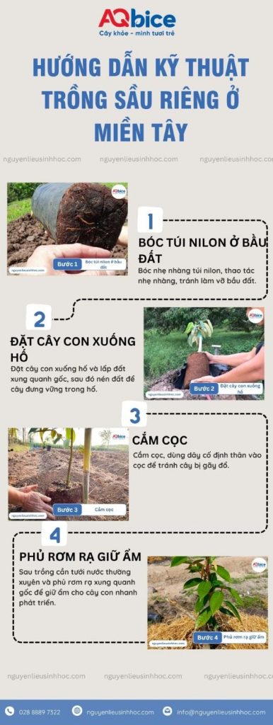 Kỹ thuật trồng sầu riêng ở miền Tây, thu hoạch mỏi tay 4 Kỹ thuật trồng sầu riêng ở miền Tây, thu hoạch mỏi tay