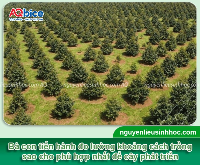 Kỹ thuật trồng sầu riêng ở miền Tây, thu hoạch mỏi tay