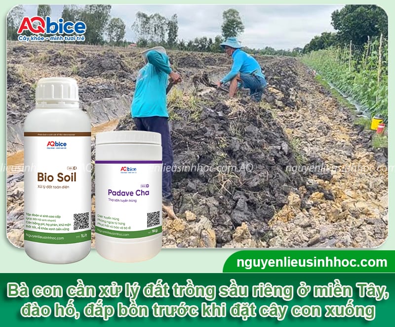 Kỹ thuật trồng sầu riêng ở miền Tây, thu hoạch mỏi tay