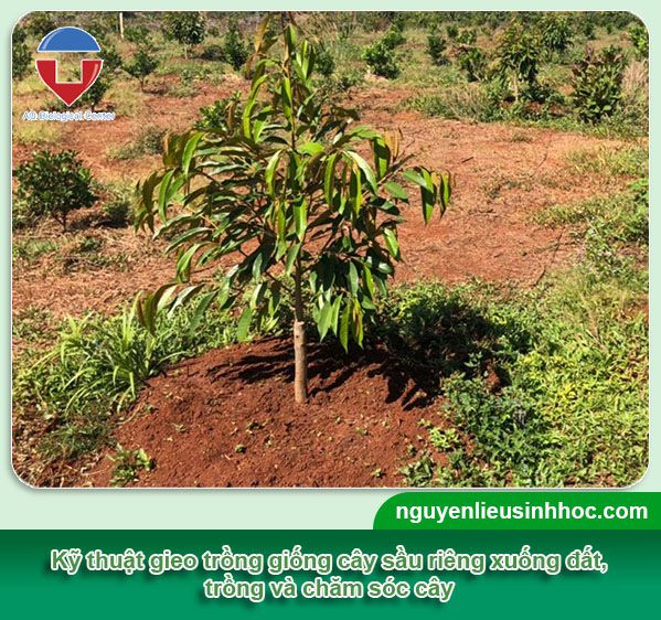 Có nên trồng sầu riêng Musang King? kỹ thuật canh tác 2023