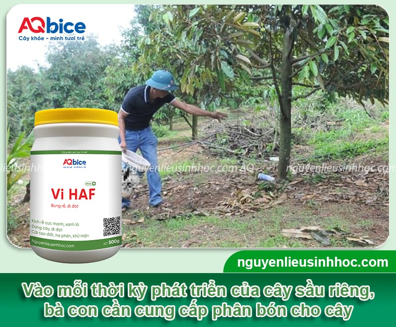 Kỹ thuật trồng sầu riêng ở miền Tây, thu hoạch mỏi tay 6 Kỹ thuật trồng sầu riêng ở miền Tây, thu hoạch mỏi tay