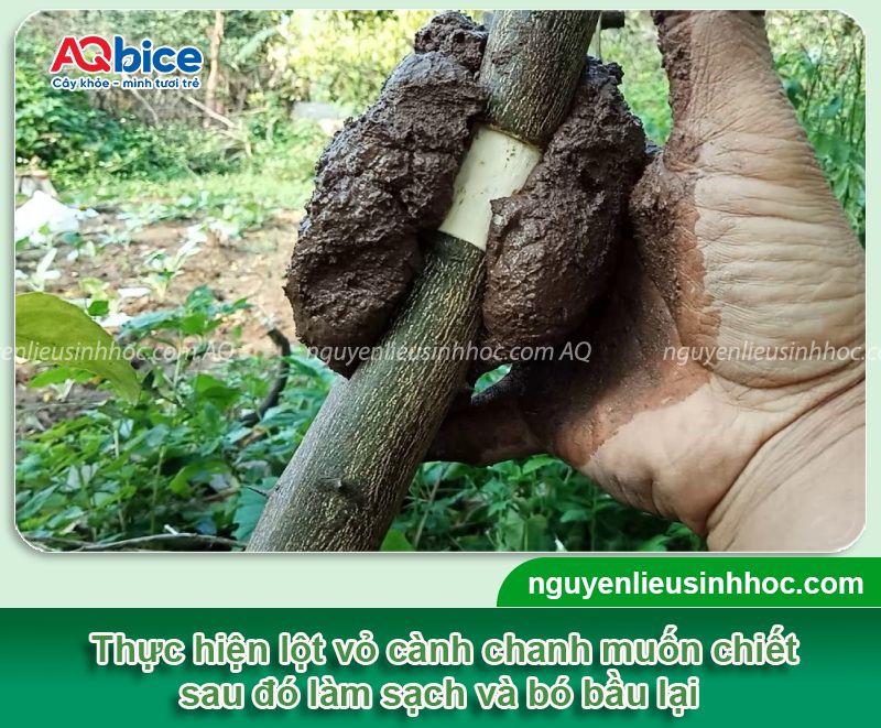 Cách chiết cành chanh đơn giản, đúng kỹ thuật, ra rễ nhanh 5 Cách chiết cành chanh đơn giản, đúng kỹ thuật, ra rễ nhanh