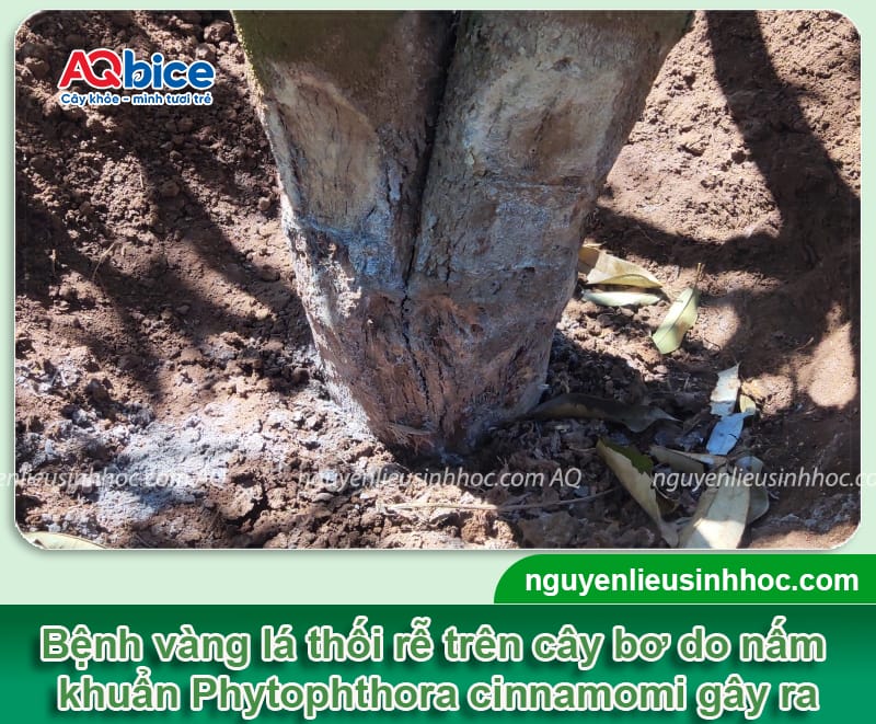Bệnh vàng lá thối rễ cây bơ do đâu và Cách phòng trị 2 Bệnh vàng lá thối rễ cây bơ do đâu và Cách phòng trị