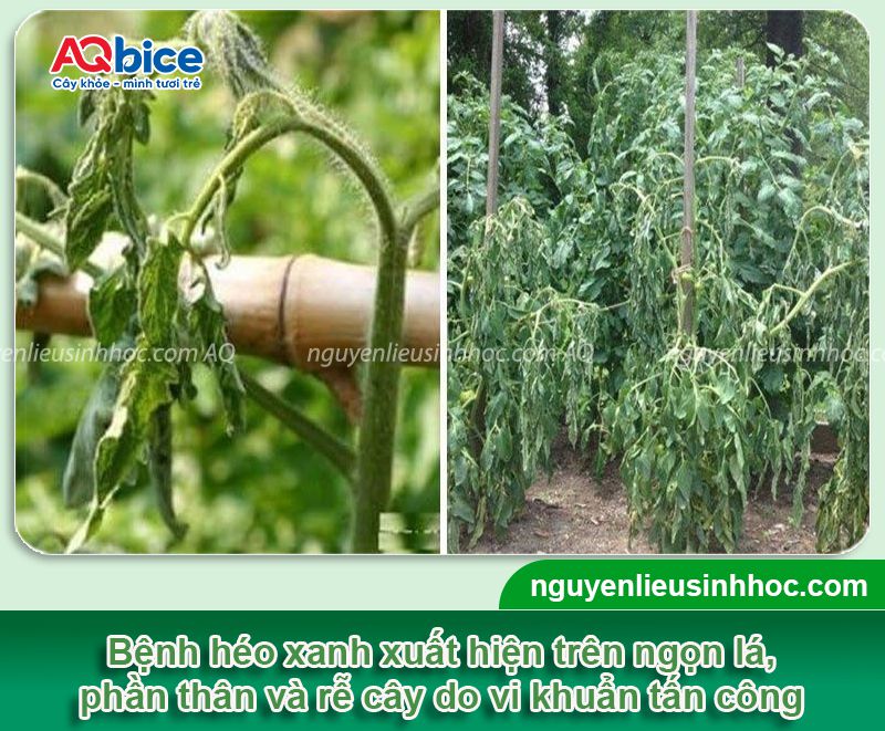 Bệnh héo xanh trên cây cà chua do đâu và Cách phòng trị 3 Bệnh héo xanh trên cây cà chua do đâu và Cách phòng trị