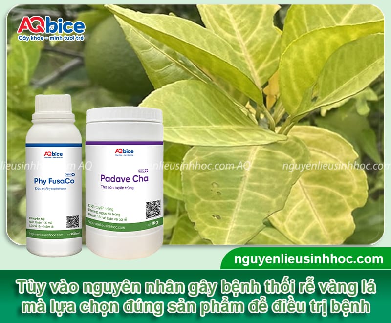 Bệnh vàng lá thối rễ cây cam: Nguyên nhân và cách phòng trị