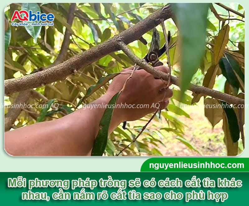 Kỹ thuật trồng sầu riêng ở miền Tây, thu hoạch mỏi tay 7 Kỹ thuật trồng sầu riêng ở miền Tây, thu hoạch mỏi tay