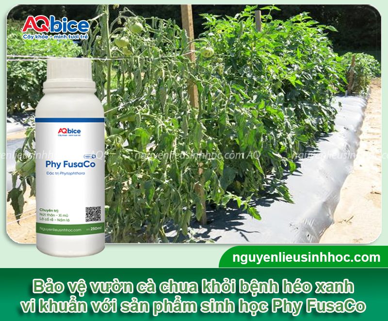 Bệnh héo xanh trên cây cà chua do đâu và Cách phòng trị 5 Bệnh héo xanh trên cây cà chua do đâu và Cách phòng trị