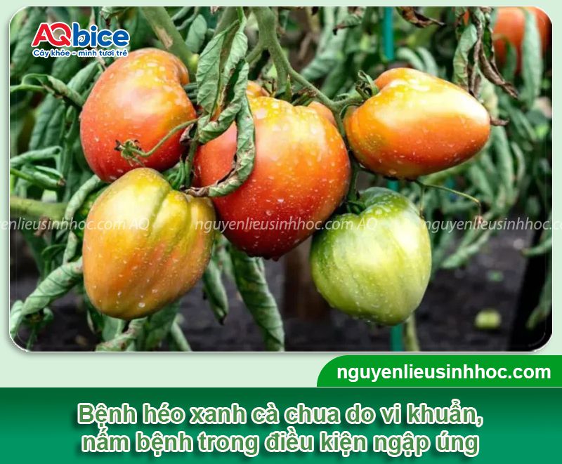 Bệnh héo xanh trên cây cà chua do đâu và Cách phòng trị