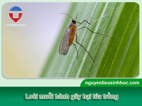 Muỗi hành hại lúa: Nhận biết và biện pháp phòng trị hiệu quả