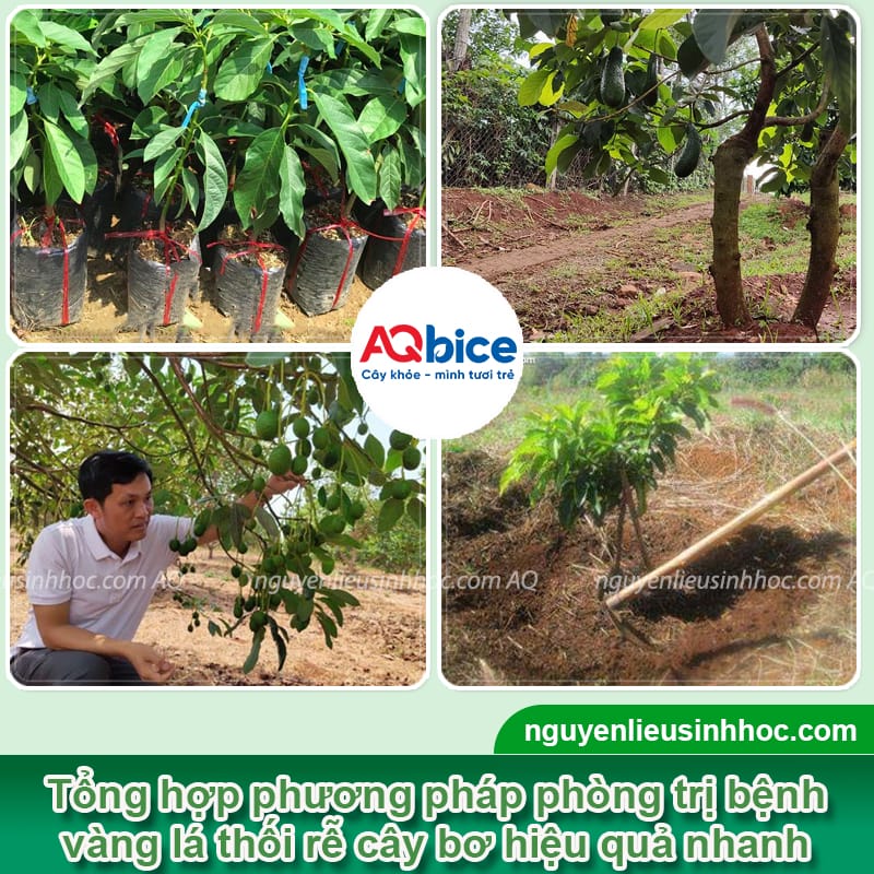 Bệnh vàng lá thối rễ cây bơ do đâu và Cách phòng trị 3 Bệnh vàng lá thối rễ cây bơ do đâu và Cách phòng trị