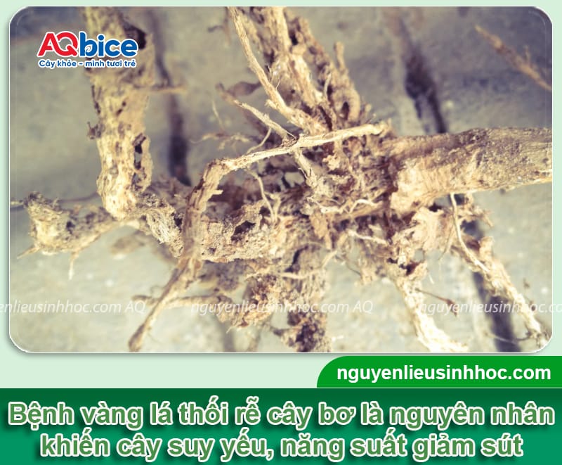 Bệnh vàng lá thối rễ cây bơ do đâu và Cách phòng trị