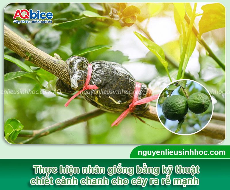 Cách chiết cành chanh đơn giản, đúng kỹ thuật, ra rễ nhanh