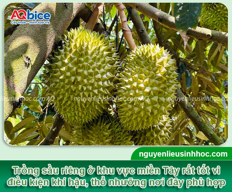 Kỹ thuật trồng sầu riêng ở miền Tây, thu hoạch mỏi tay