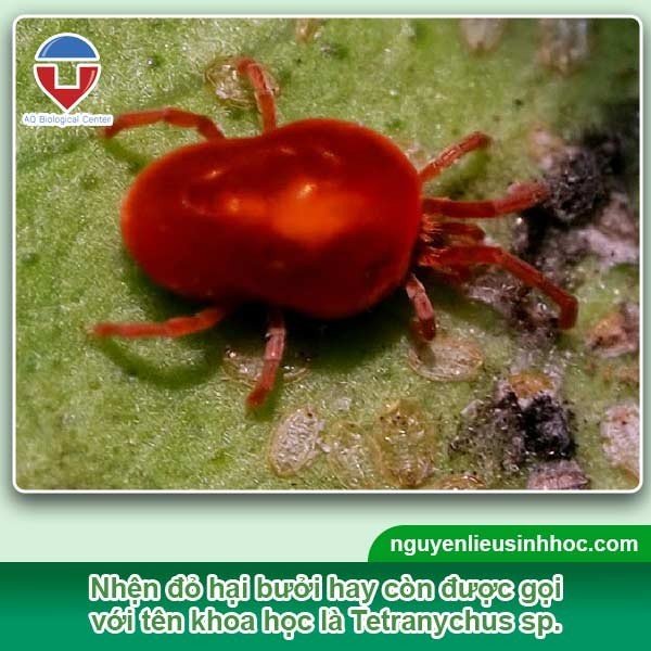 Biện pháp phòng trừ nhện đỏ hại bưởi hiệu quả, tiết kiệm