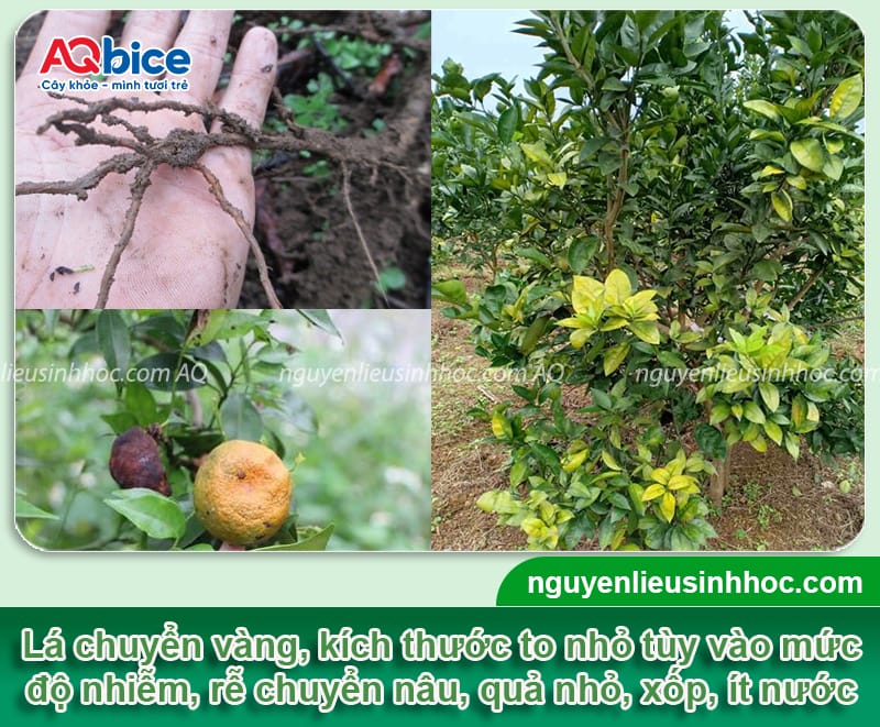 Bệnh vàng lá thối rễ cây cam: Nguyên nhân và cách phòng trị