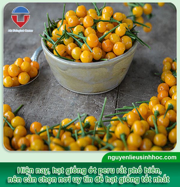 Cách trồng ớt peru trong chậu đơn giản tại nhà, ra trái tốt