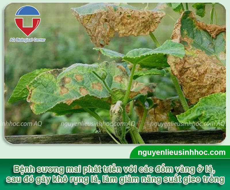 Phòng trừ một số loại sâu bệnh hại cây dưa lê hiệu quả, an toàn