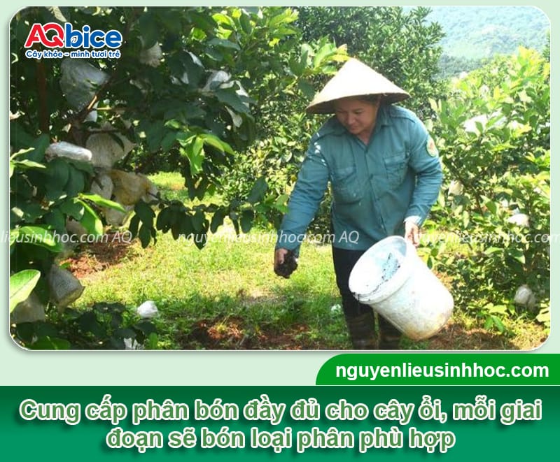 Cách ươm hạt ổi đơn giản tại nhà, tỷ lệ thành công cao