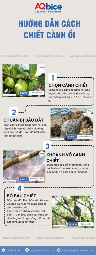 Hướng dẫn chi tiết cách chiết cành ổi đơn giản, ra rễ nhanh 4 Hướng dẫn chi tiết cách chiết cành ổi đơn giản, ra rễ nhanh