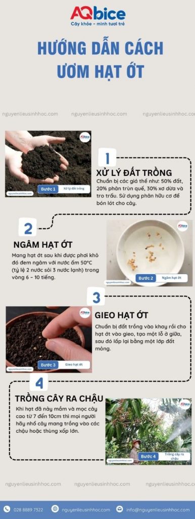Hướng dẫn cách ươm hạt ớt mầm lên nhanh, hiệu quả 100% 4 Hướng dẫn cách ươm hạt ớt mầm lên nhanh, hiệu quả 100%