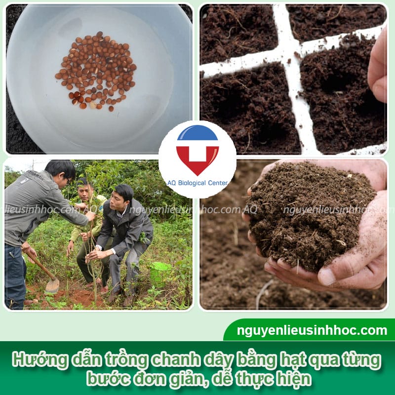 Cách trồng chanh dây bằng hạt tại nhà cho trái quanh năm