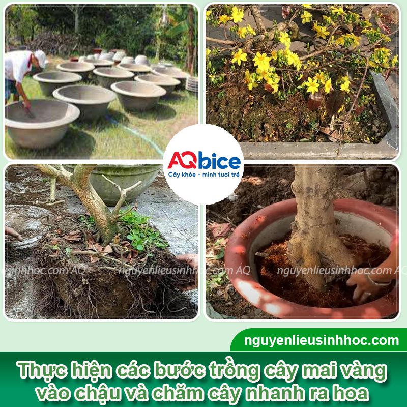 Cách trồng mai vàng vào chậu mới bứng đúng kỹ thuật