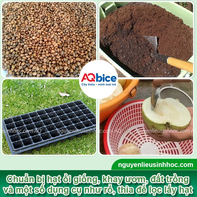 Cách ươm hạt ổi đơn giản tại nhà, tỷ lệ thành công cao