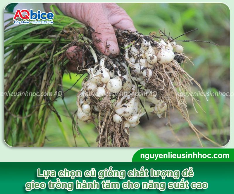 Cách trồng hành tăm tại nhà, củ to, nhanh thu hoạch 2 Cách trồng hành tăm tại nhà, củ to, nhanh thu hoạch