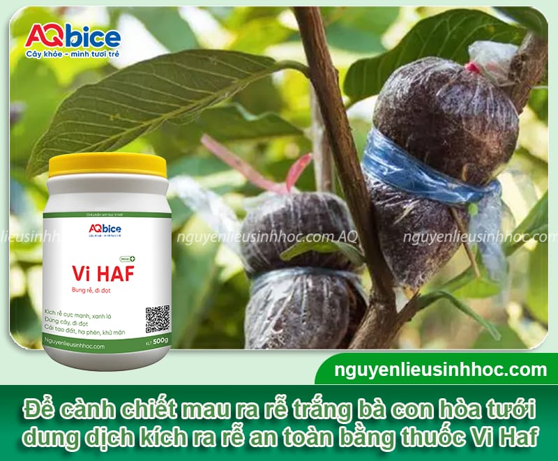 Hướng dẫn chi tiết cách chiết cành ổi đơn giản, ra rễ nhanh 5 Hướng dẫn chi tiết cách chiết cành ổi đơn giản, ra rễ nhanh