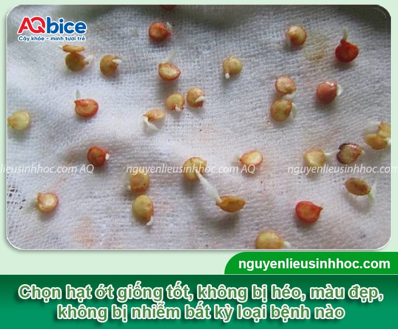Hướng dẫn cách ươm hạt ớt mầm lên nhanh, hiệu quả 100% 2 Hướng dẫn cách ươm hạt ớt mầm lên nhanh, hiệu quả 100%