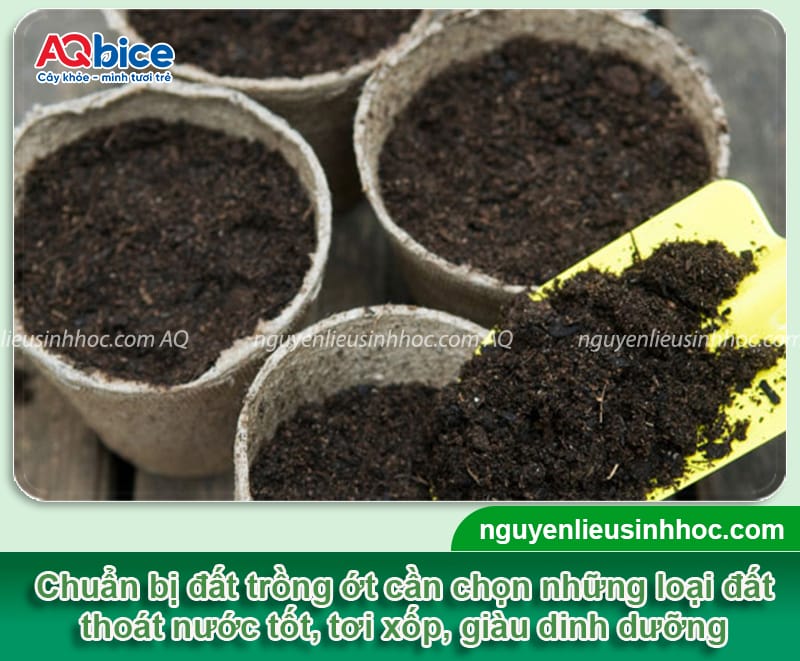 Hướng dẫn cách ươm hạt ớt mầm lên nhanh, hiệu quả 100% 3 Hướng dẫn cách ươm hạt ớt mầm lên nhanh, hiệu quả 100%