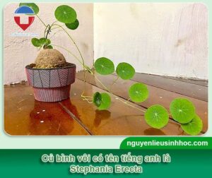 Cách trồng củ bình vôi bonsai làm cảnh và công dụng thần kỳ